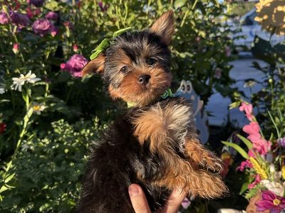 Yorkie puppies