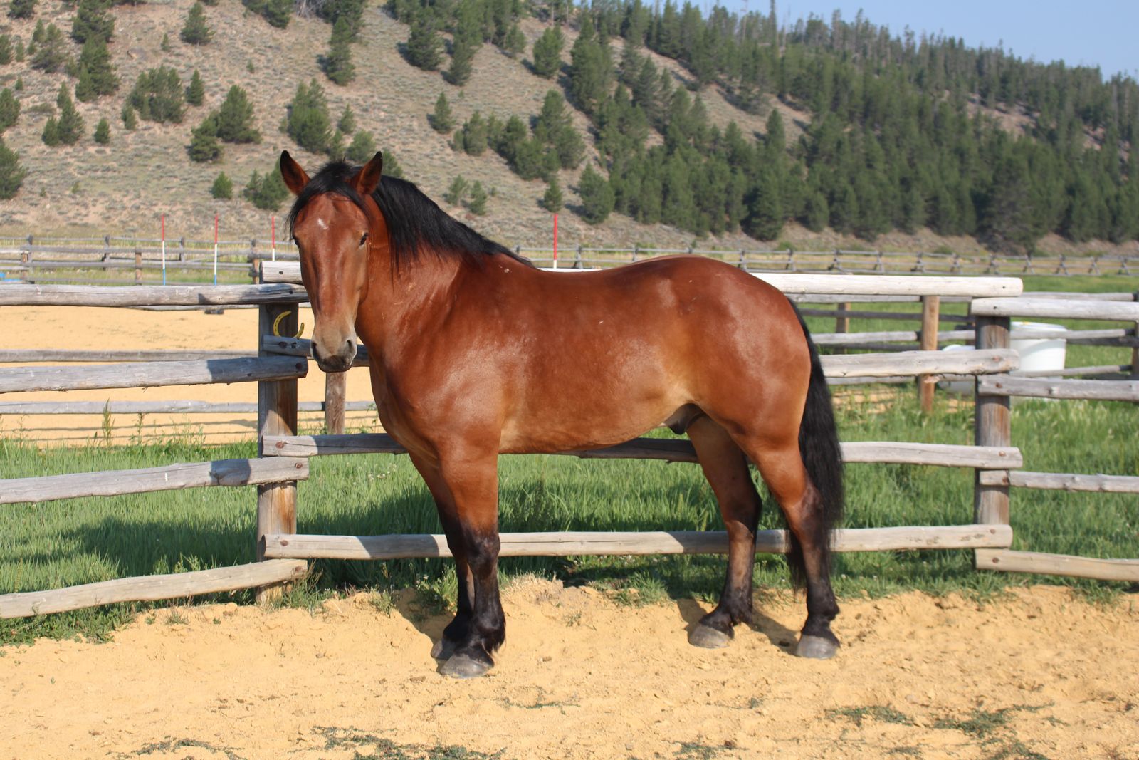 10 year old draft gelding