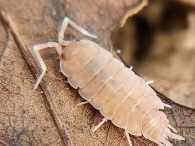Powder pink isopod 10+ for $10