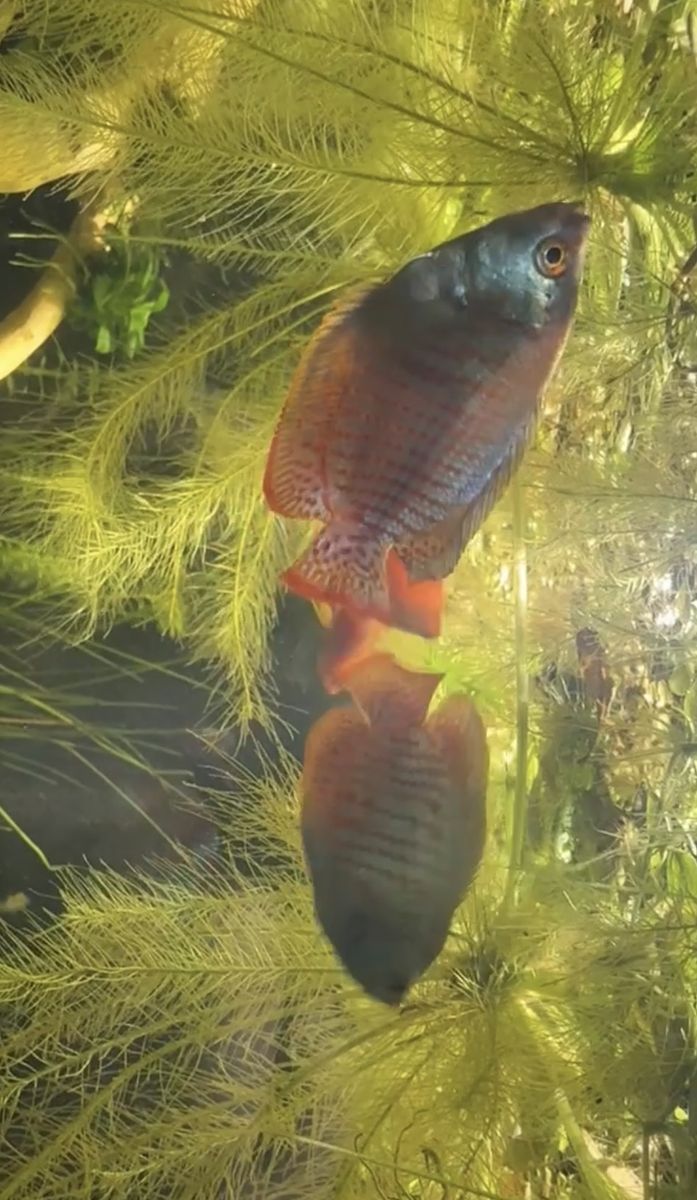 2 male dwarf gourami