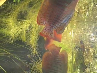 2 male dwarf gourami