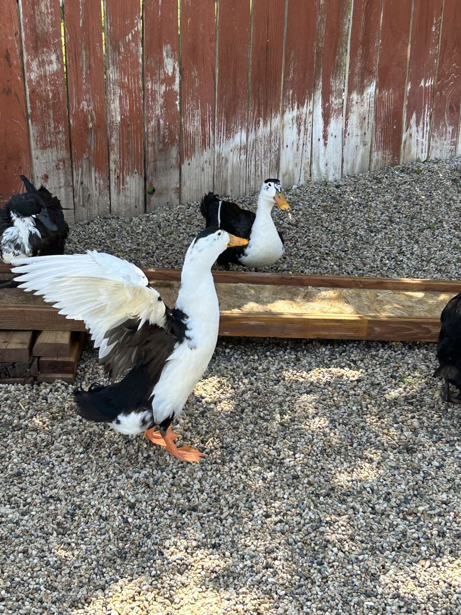 2 male ducks