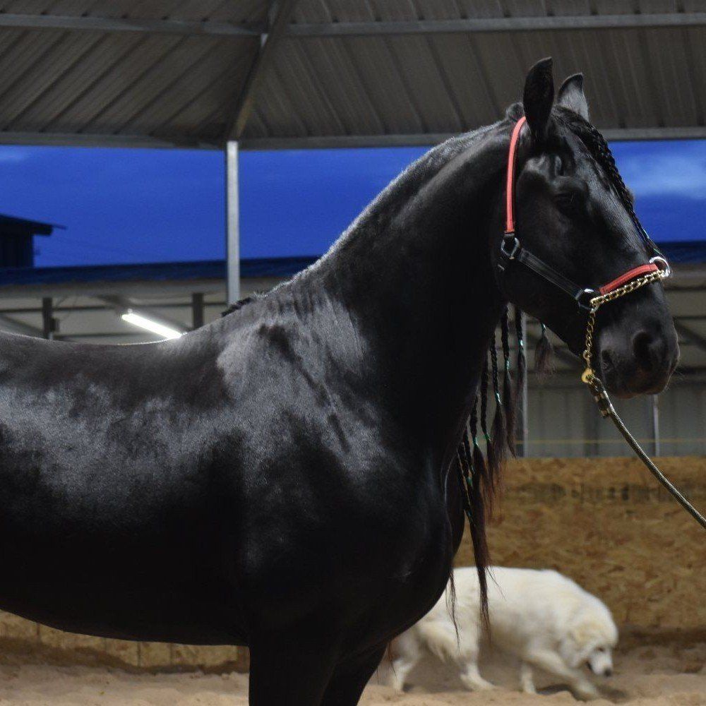 FHANA Friesian at stud