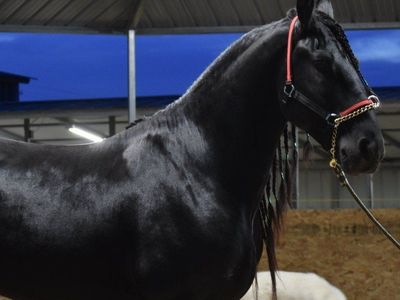 FHANA Friesian at stud