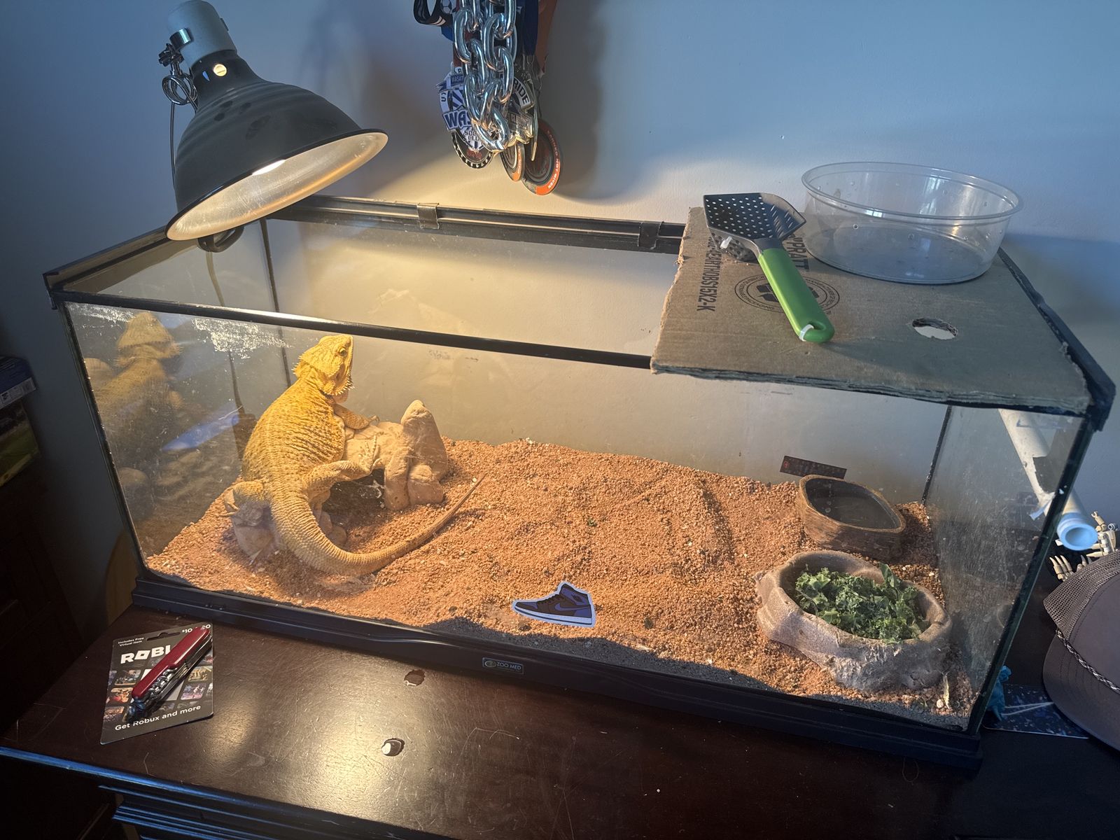 Bearded Dragon