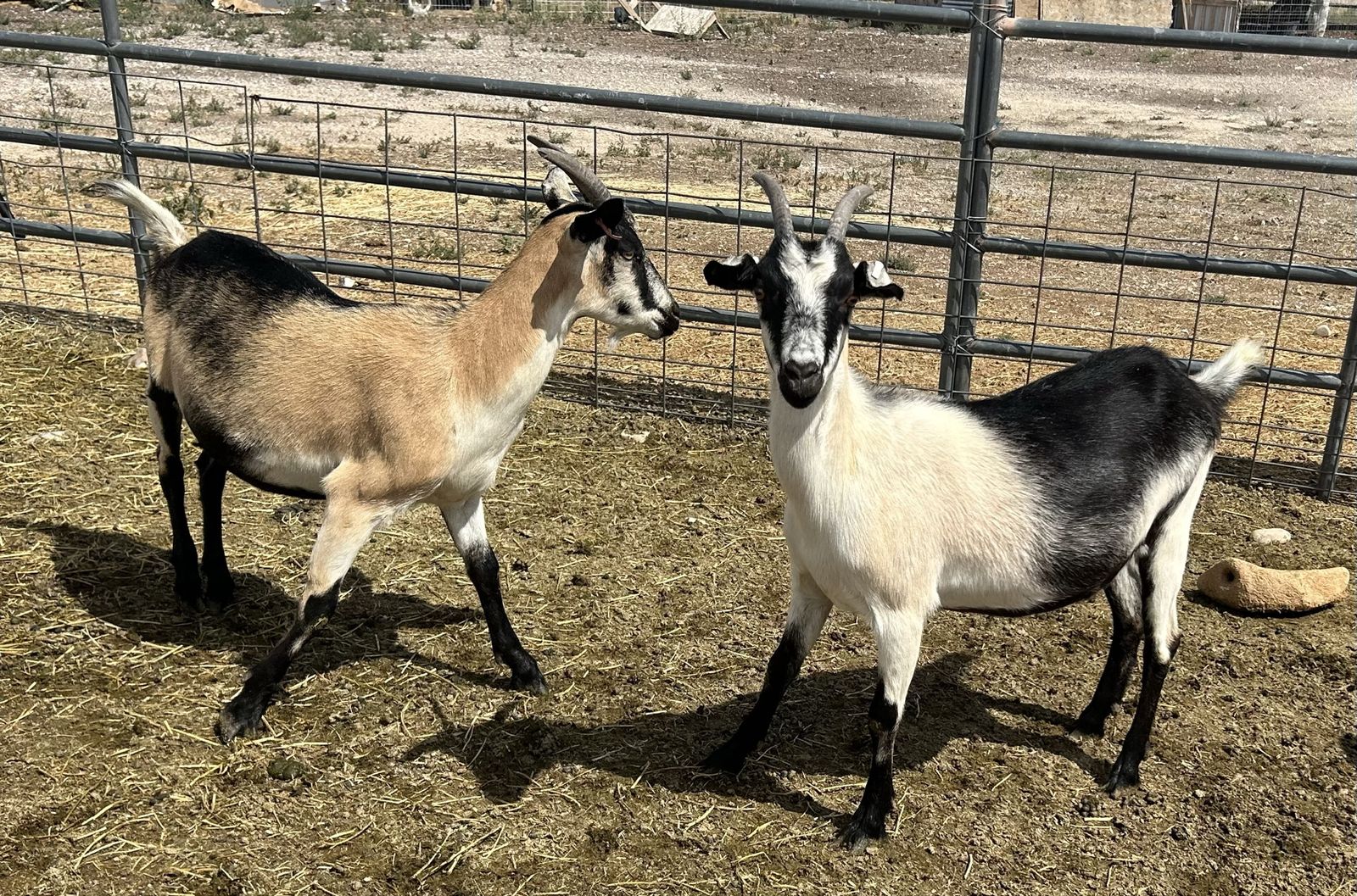 Beautiful Yearling alpine doelings