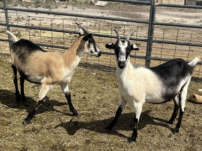 Beautiful Yearling alpine doelings