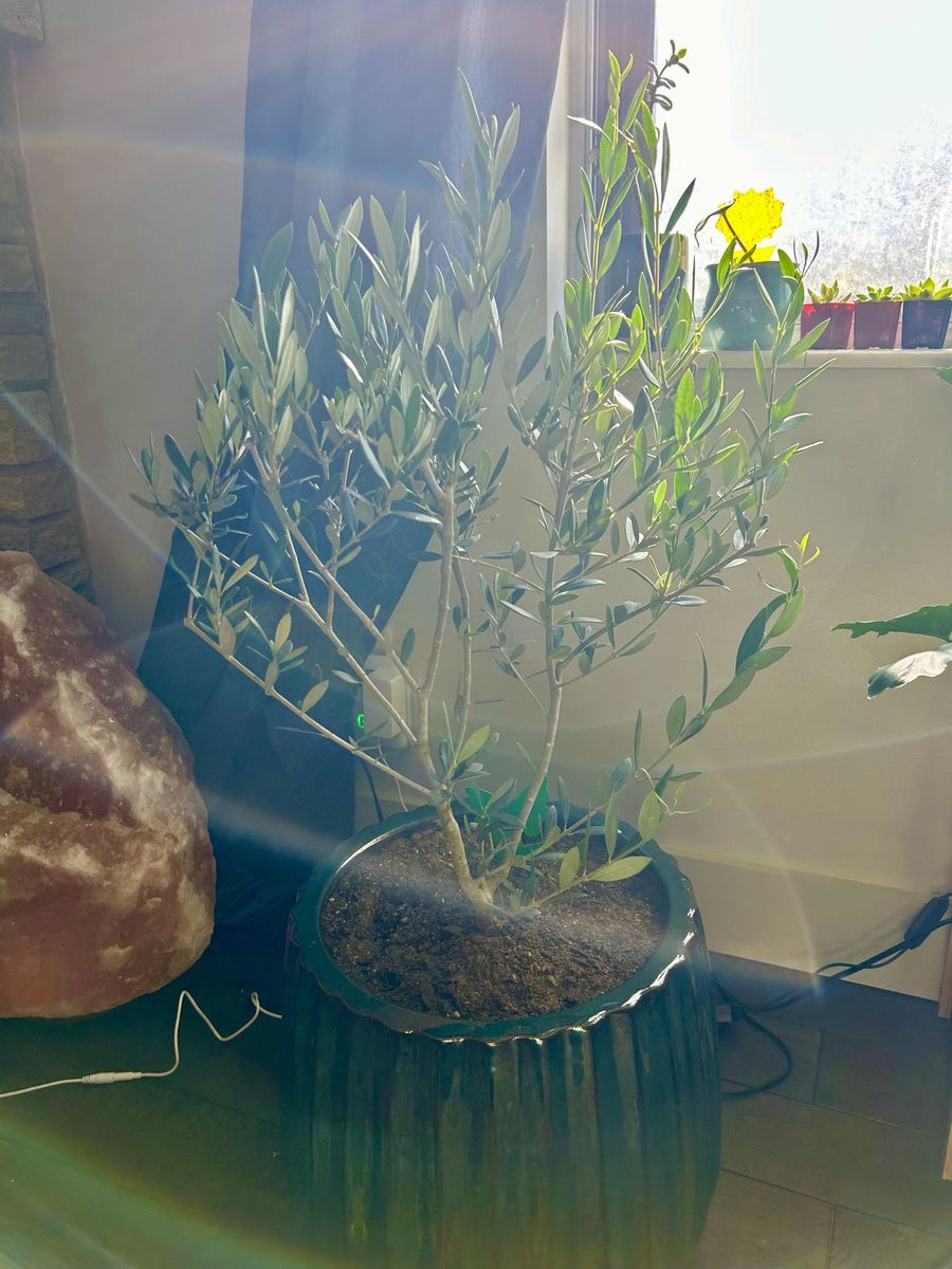 Live Olive Tree
