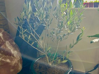 Live Olive Tree