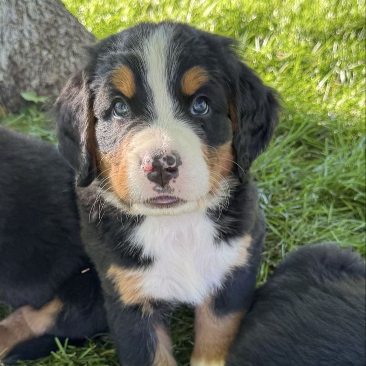 BEAUTIFUL AKC BERNESE MOUNTAIN DOG PUPPIES