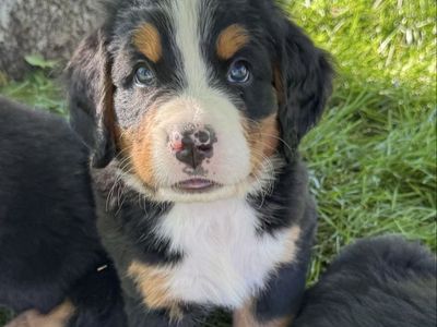 BEAUTIFUL AKC BERNESE MOUNTAIN DOG PUPPIES