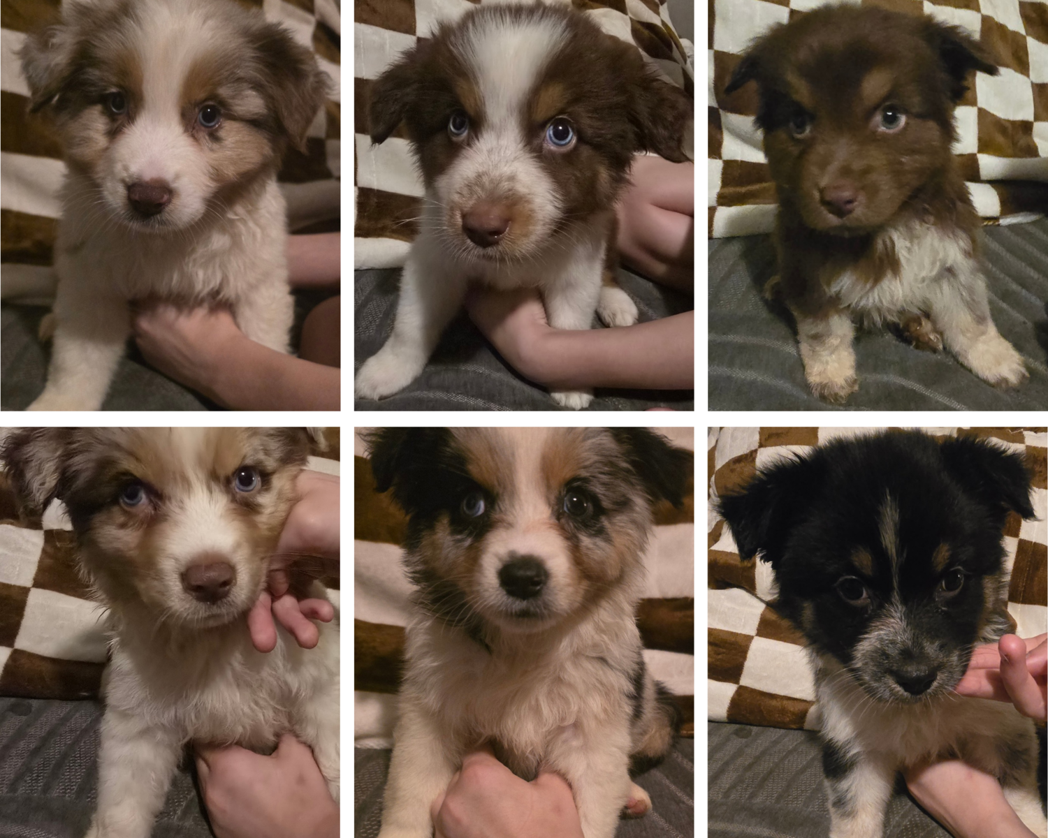 Pure Bred Standard Australian Shepherd Pups!