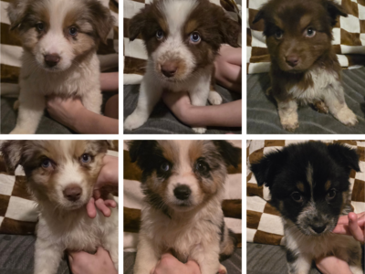 Pure Bred Standard Australian Shepherd Pups!
