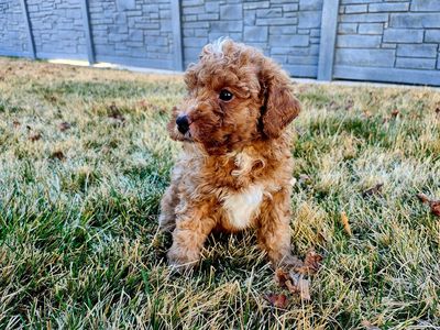 Adorable Mini Goldendoodle Puppies