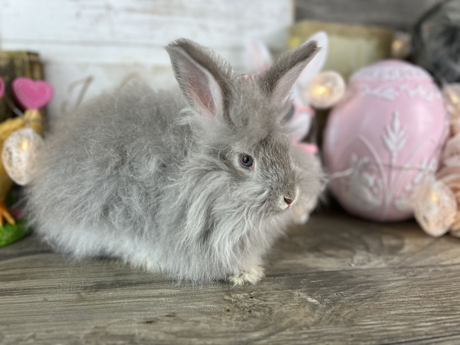 Pedigreed English Angora Baby Bunny Buck -Chin