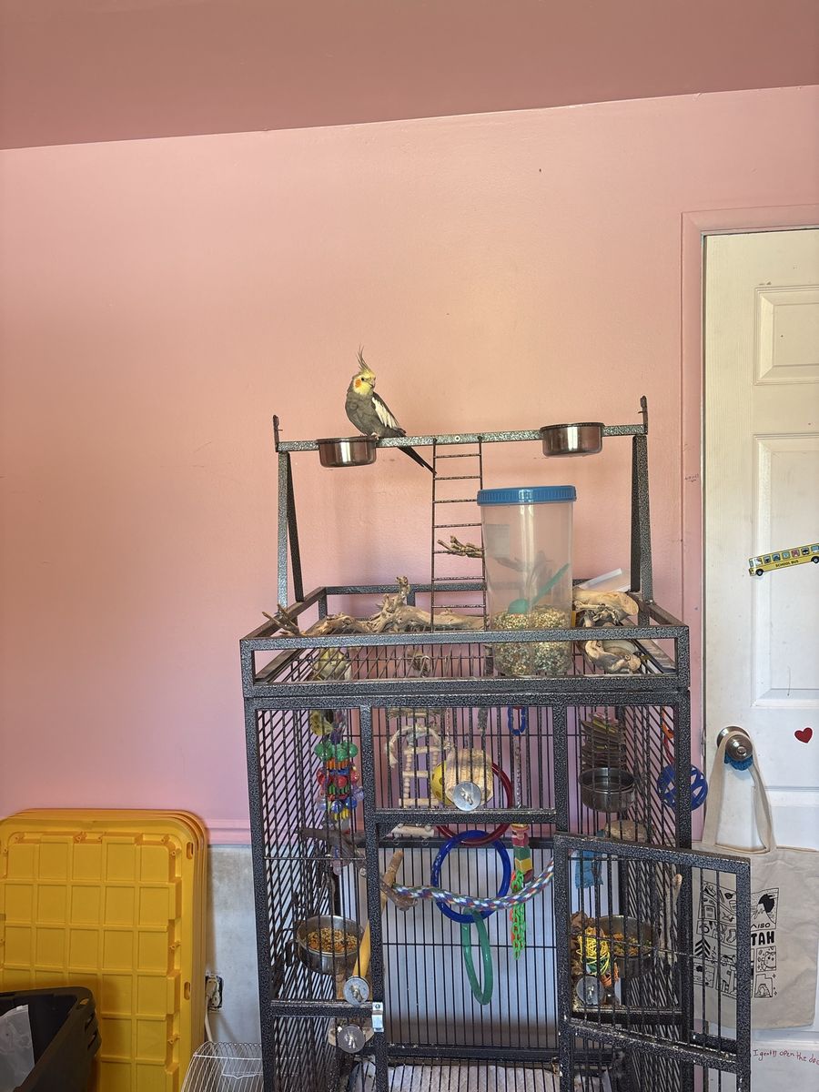 3 year old Male Cockatiel and Cage