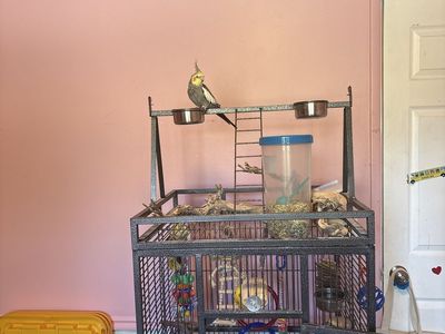 3 year old Male Cockatiel and Cage