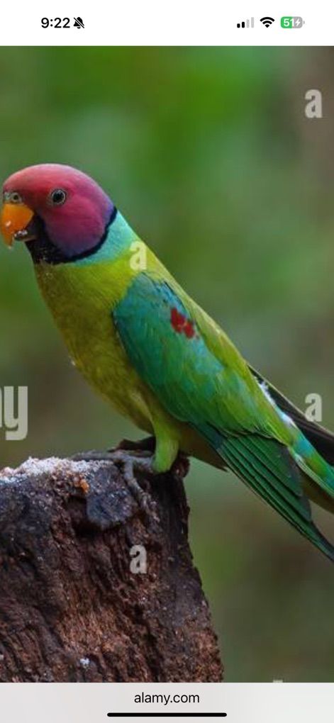 Indian Ringneck Plumhead