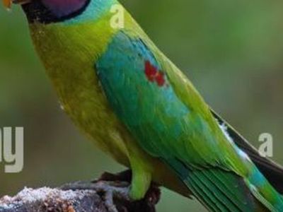 Indian Ringneck Plumhead