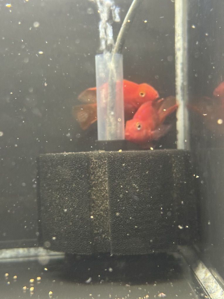 Blood Parrots