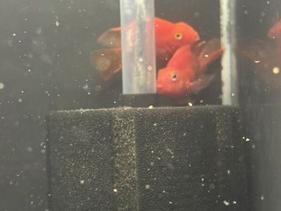 Blood Parrots
