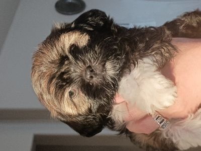 Shih-Tzu Puppies
