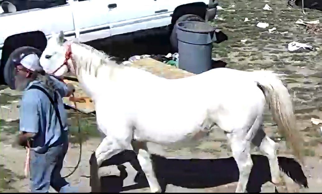 18yr old qt. horse mare