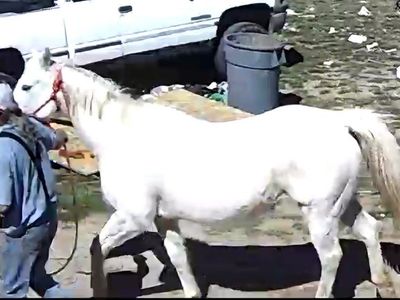 18yr old qt. horse mare