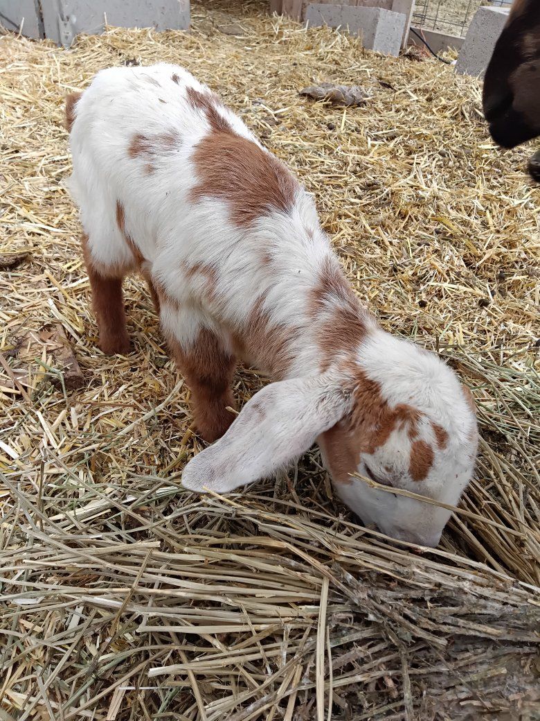 100% abga boer bucklings