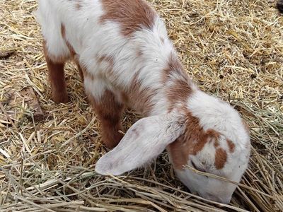 100% abga boer bucklings