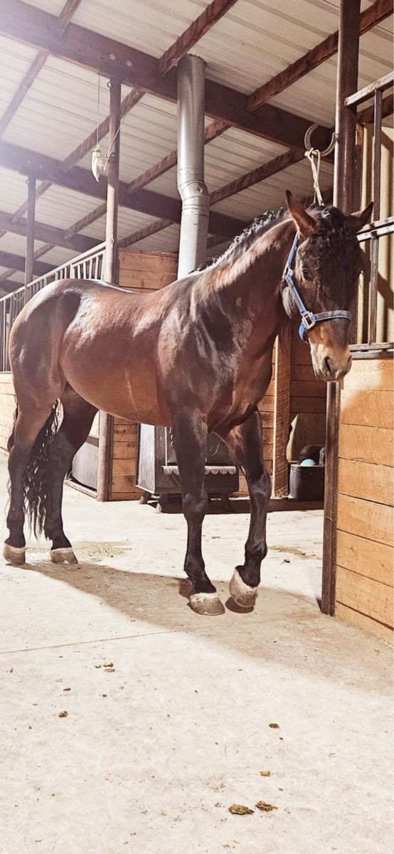 Horse for sale