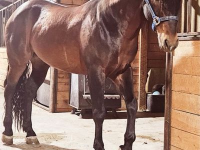 Horse for sale