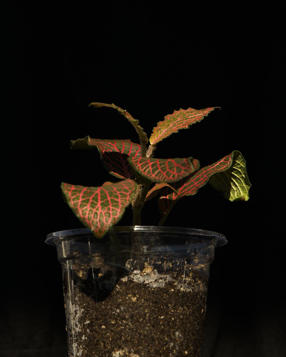 Main image 2