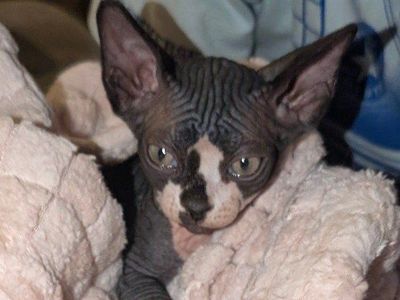 Sphynx (Naked) kittens Hairless Crystal litter