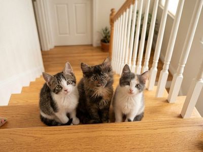 3 gorgeous baby kittens very friendly beautiful tortie, calico