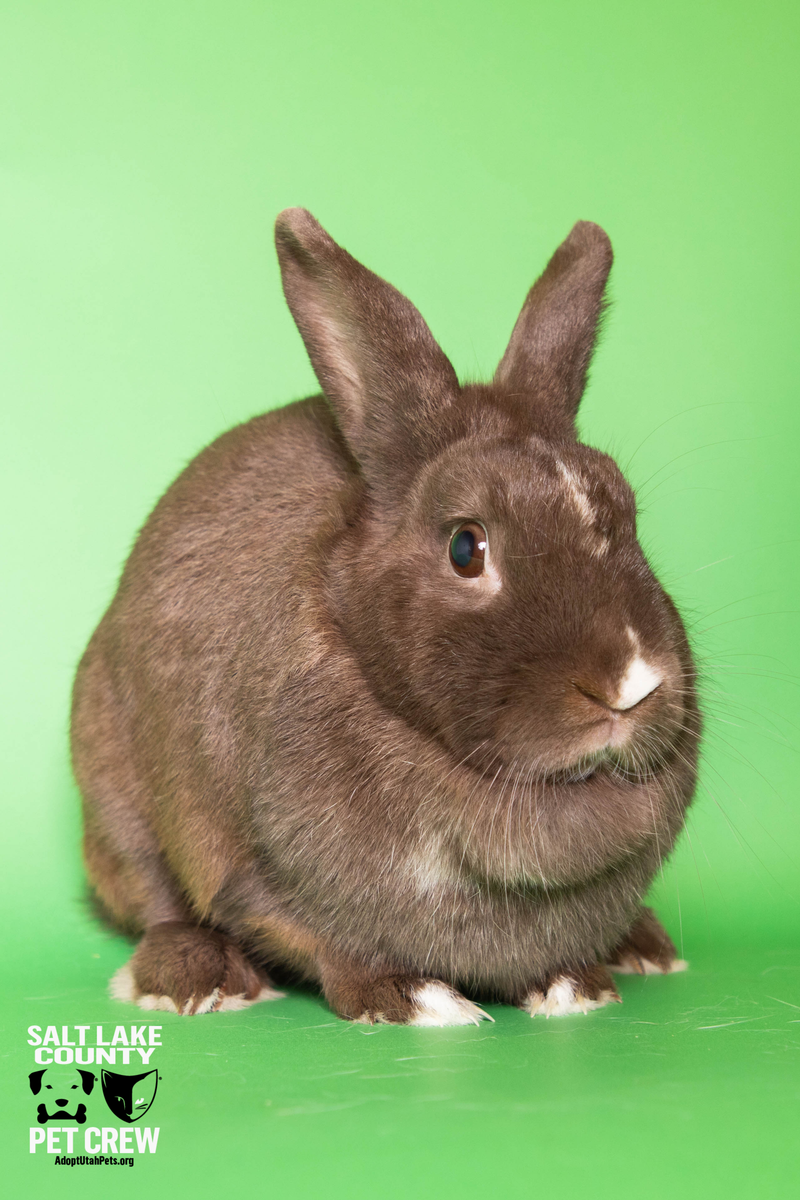 A157548 Boo Berry is Available for Adoption!