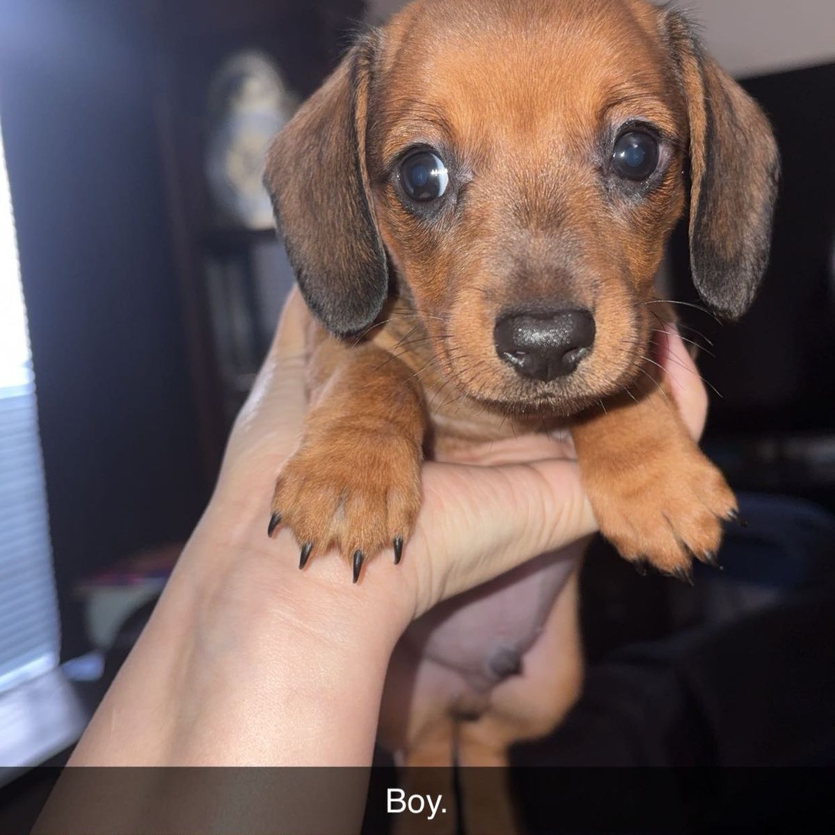 Short Hair Purebred Miniature Dachshunds