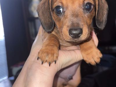 Short Hair Purebred Miniature Dachshunds