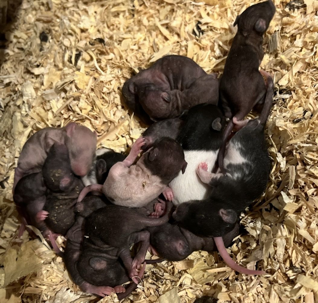 Feeder rats