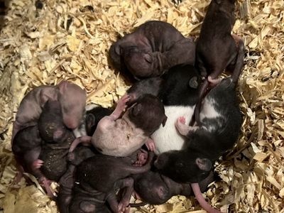 Feeder rats