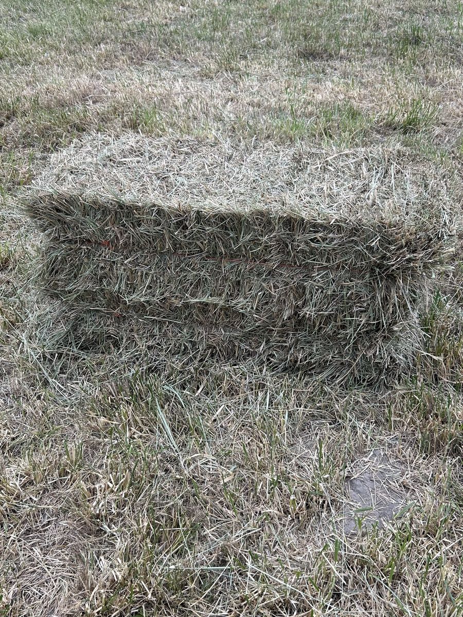 Grass Hay