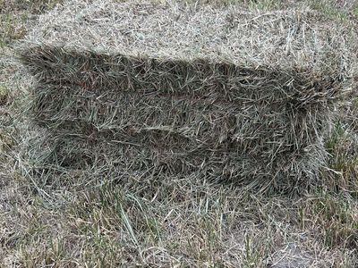 Grass Hay