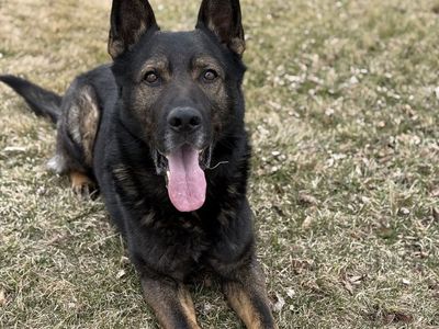 Horse stable family stable personal protection dog