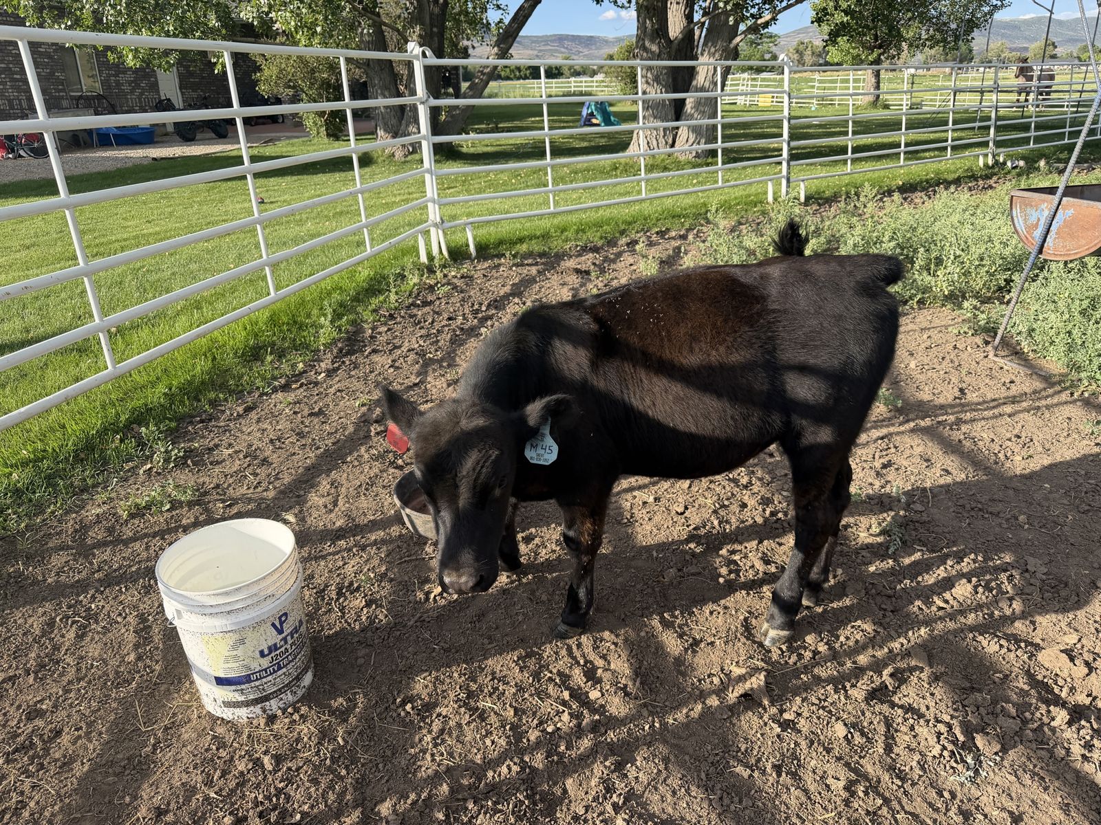 Heifer Angus calf