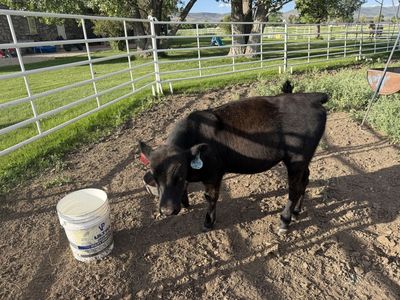 Heifer Angus calf
