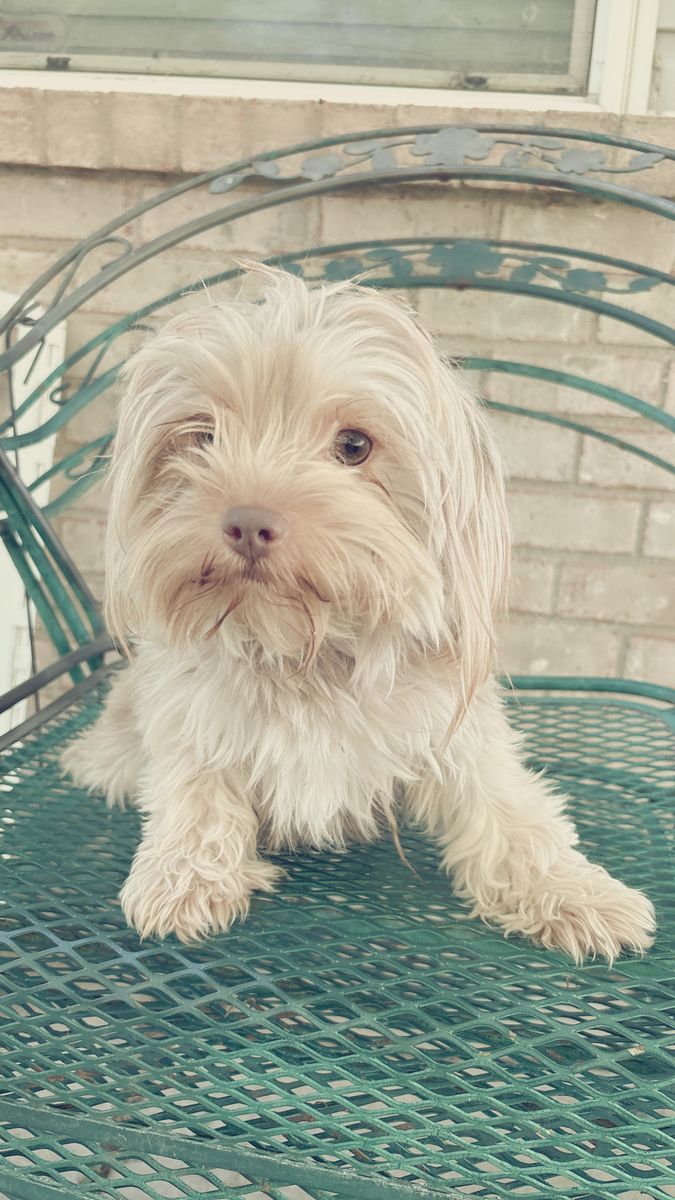 Female Yorkie