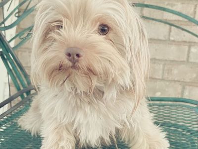 Female Yorkie