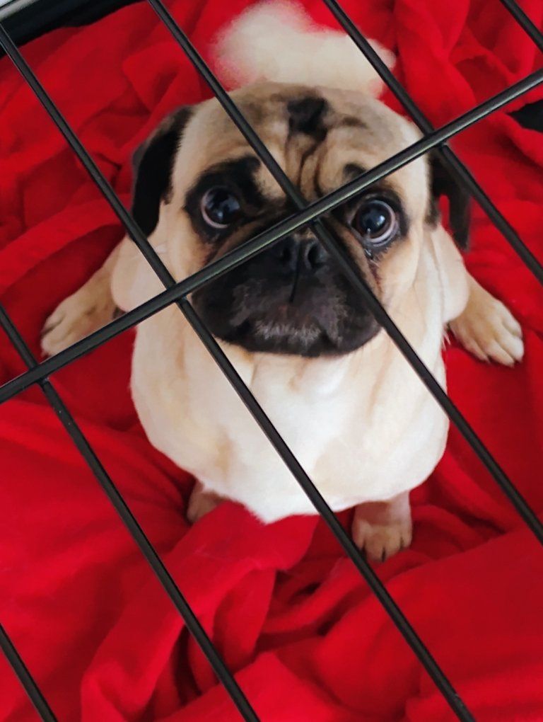 2 Pug Boy and Girl Toddlers Needing a Fur-Ever Home