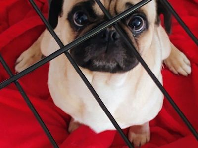 2 Pug Boy and Girl Toddlers Needing a Fur-Ever Home