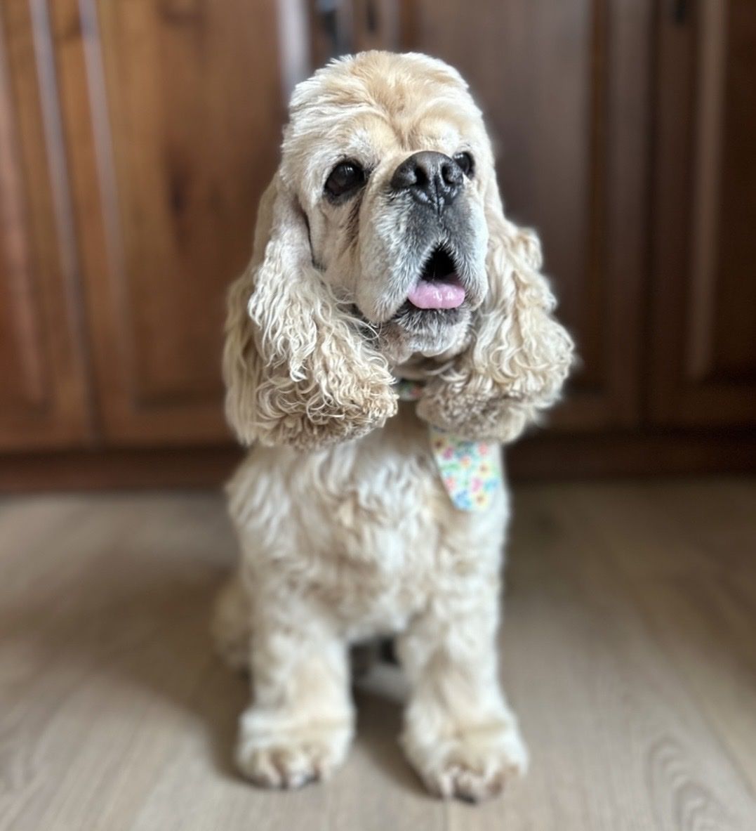 Cocker Spaniel male